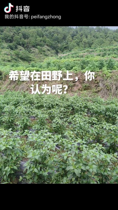 辣椒种植