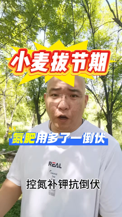 小麦拔节期，氮肥用多了倒伏