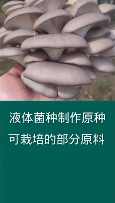液体菌种制作原种可栽培的部分原料