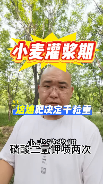 小麦灌浆期这遍肥决定千粒重