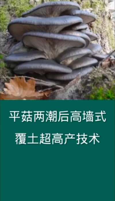 平菇两潮后高墙式覆土超高产技术