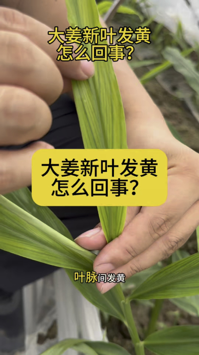 大姜新叶发黄怎么回事？