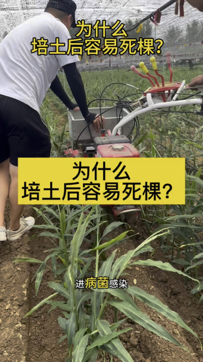 为什么培土后容易死棵？