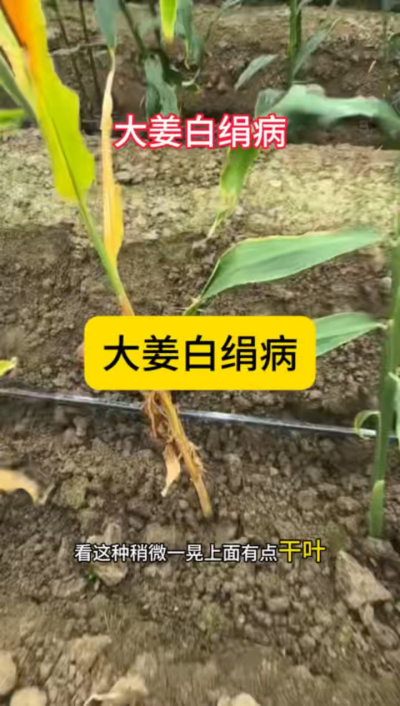大姜白绢病