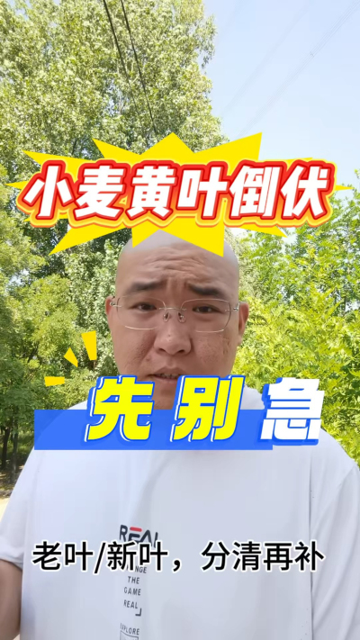 小麦黄叶倒伏，别着急，分清老叶新叶