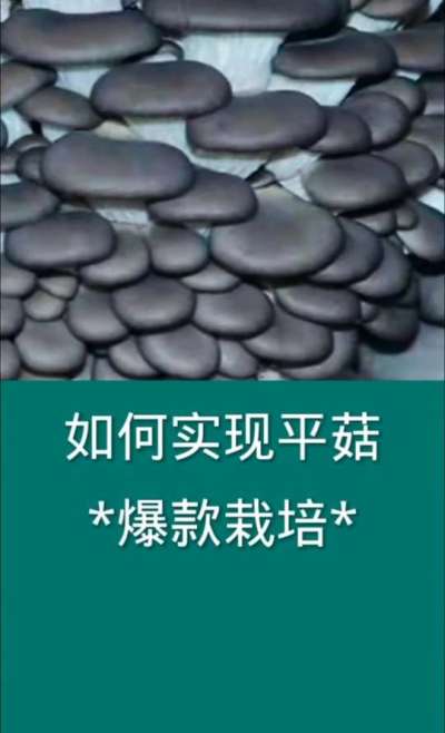 如何实现平菇爆款栽培