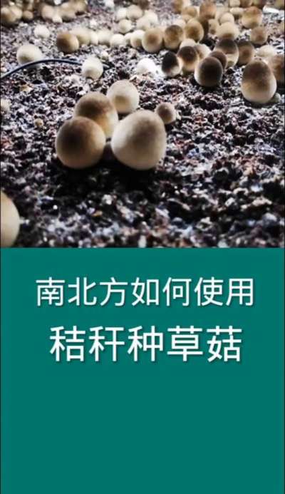 南北方如何使用秸秆种草菇