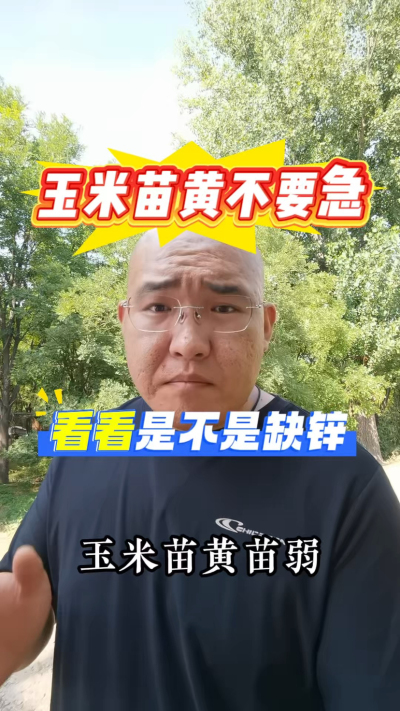 玉米苗黄苗弱是不是缺锌