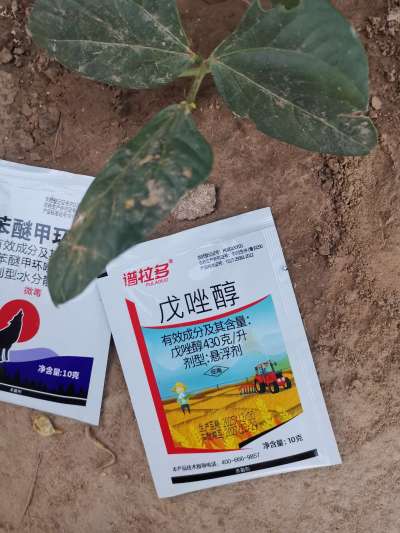 葡萄霜霉病。