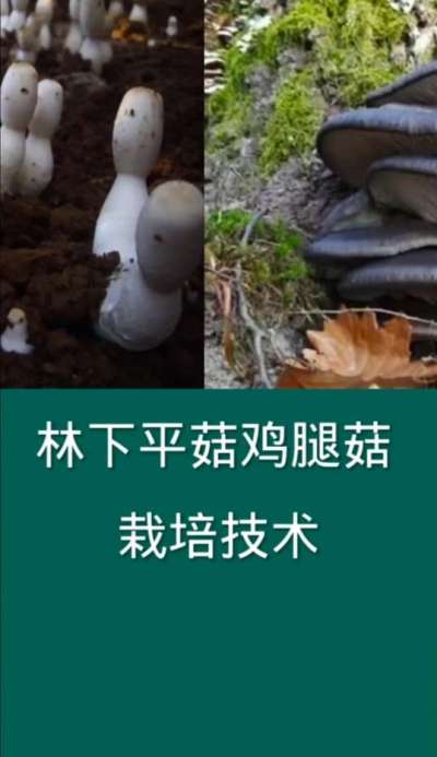 林下平菇鸡腿菇栽培技术