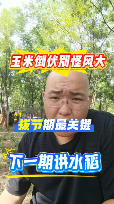玉米倒伏别怪风大