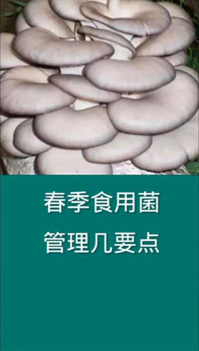 夏季食用菌管理要点