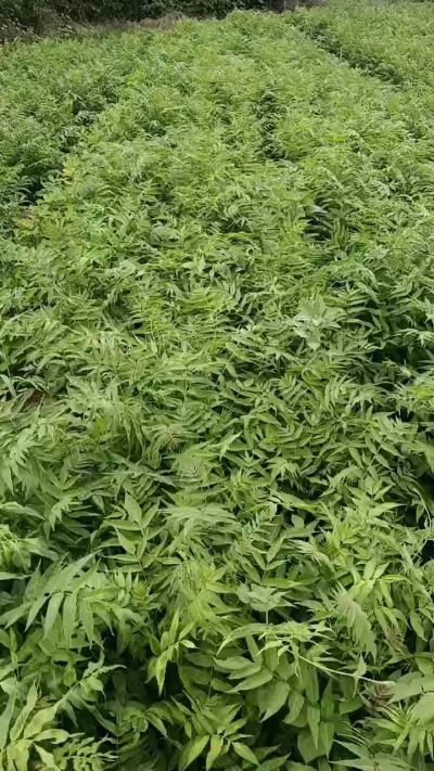 2026年林源苗圃苗木秋季造林优质种苗。大量优惠推广，杜仲苗，侧柏苗。杜梨苗。酸枣苗。臭椿苗，药用连翘小苗，牡丹小苗，芍药小苗，「花椒苗，连翘苗，钙果苗」量大各自200万货源。北栾树苗，国槐树苗，白蜡