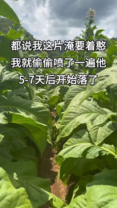 别管那么多，干就完了#烤烟种植#烤烟种植技术#三农流量扶持计划