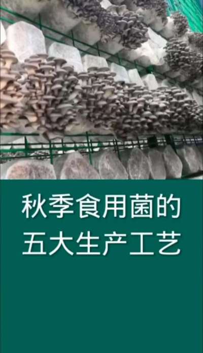 秋季食用菌的五大生产工艺