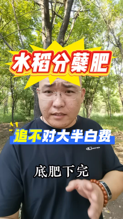 水稻分蘖肥，追不对大半白费