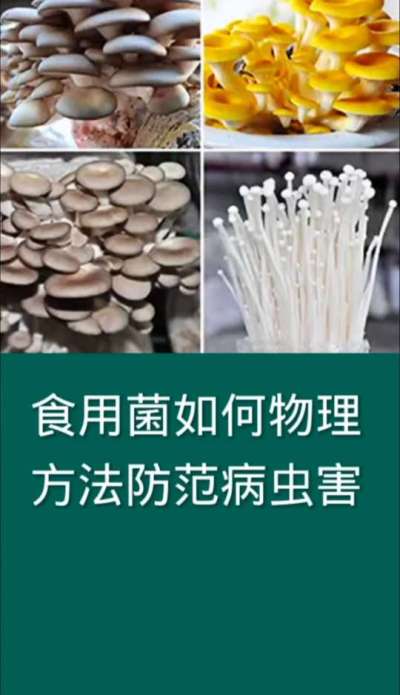 食用菌如何物理方法防范病虫害