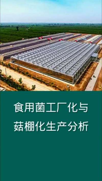 食用菌工厂化与菇棚化生产分析