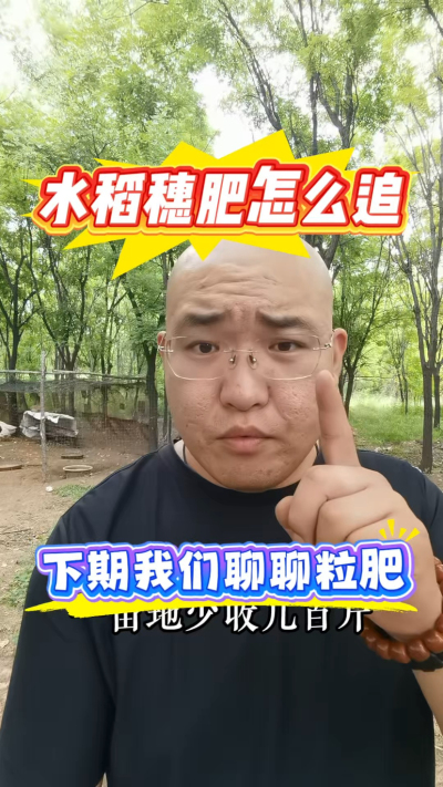水稻穗肥怎么追