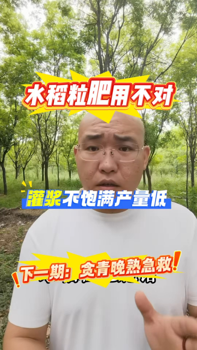 水稻粒肥用不对，灌浆不饱满