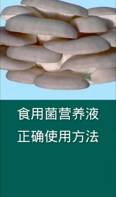 食用菌营养液正确使用方法