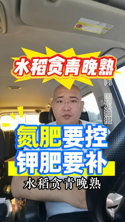 水稻贪青晚熟，氮肥要控