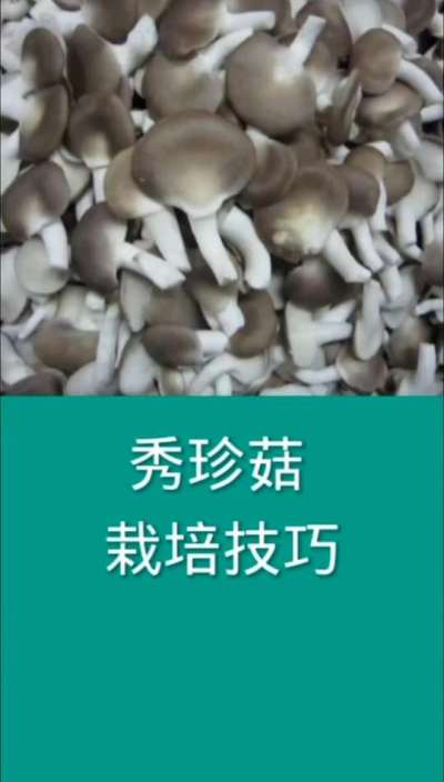 秀珍菇栽培技巧