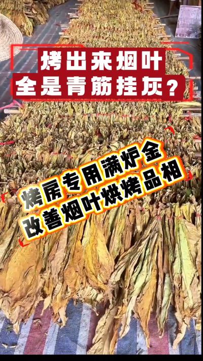 烤烟烘烤总遇到青筋、挂灰？这款烤房专用满炉金，有助优化烟叶成色。