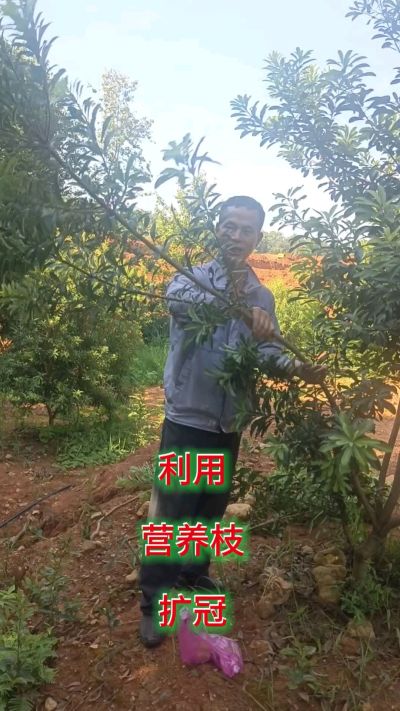 杨梅小树正确培养，要利用营养枝扩冠，能快速长大 #杨梅树管理 #杨梅树修剪与管理 #果丰林修剪团 #三朵哥