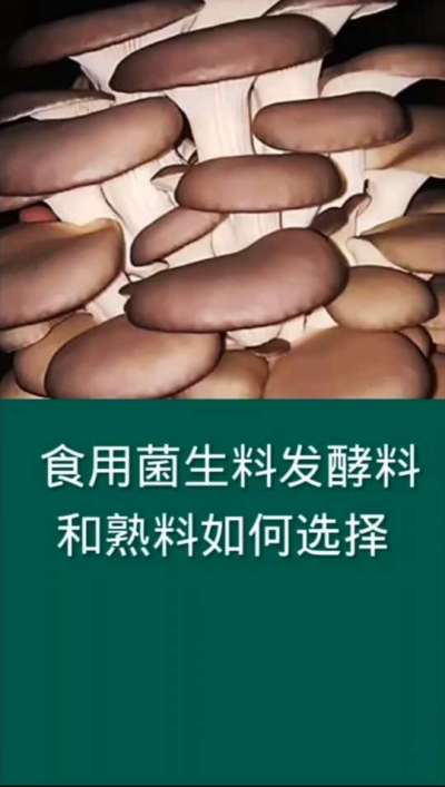 食用菌生料发酵料和熟料如何选择