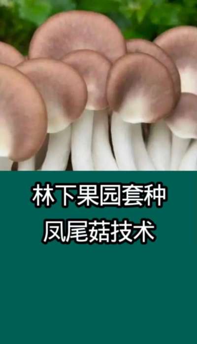 林下果园套种凤尾菇技术