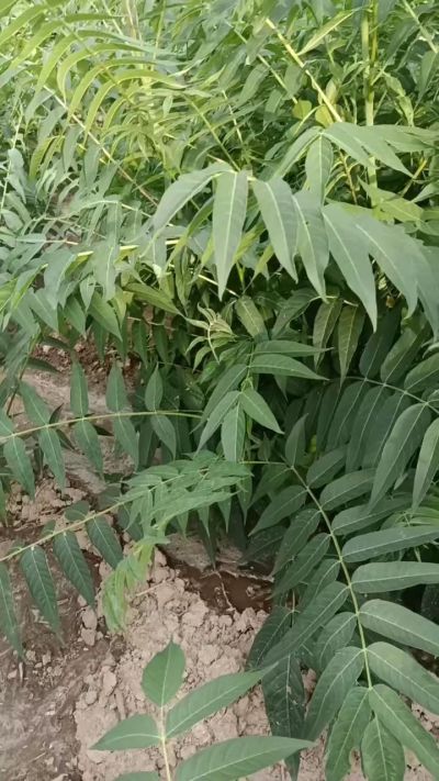 秋季大量供应优质种苗，低价出售臭椿苗，杜仲苗，花椒苗，侧柏小苗。药用连翘科研种苗。巨峰葡萄苗，药用连翘树，3/4年挂果树，药用连翘苗，3年移栽种苗。自己地里种苗，全国包邮到家。需要联系13994895