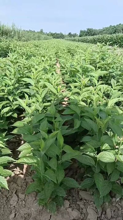 杜仲苗，一年苗，秋季大量供应优质种苗，低价出售臭椿苗，杜仲苗，花椒苗，侧柏小苗。药用连翘科研种苗。巨峰葡萄苗，药用连翘树，3/4年挂果树，药用连翘苗，3年移栽种苗。自己地里种苗，全国包邮到家。需要联系