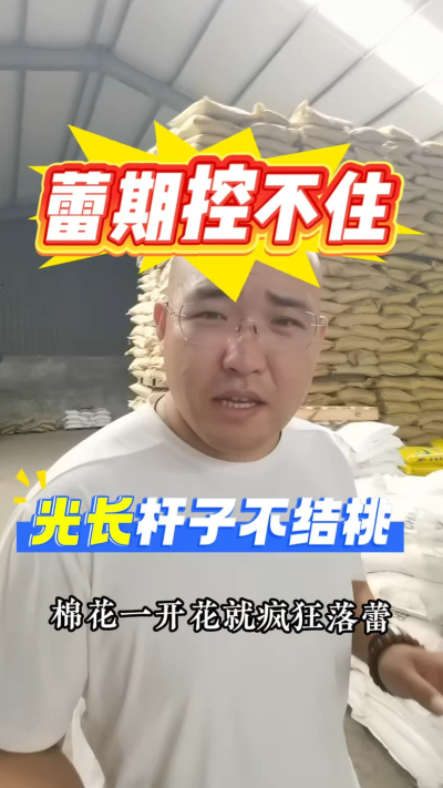 棉花蕾期控不住，光长杆子不结桃