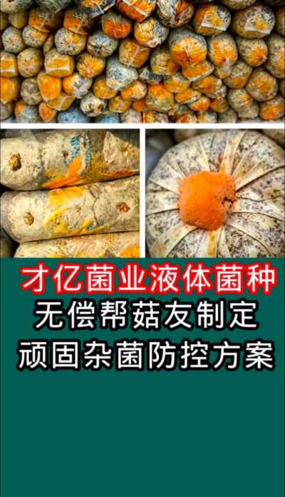 才亿菌业液体菌种，无偿为菇友制定顽固杂菌防控方案