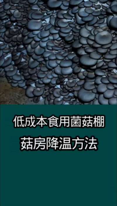低成本食用菌菇棚菇房降温方法