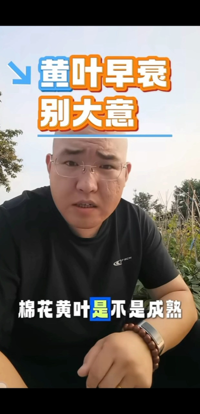 棉花黄叶别大意