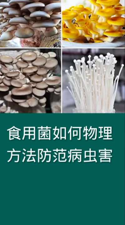 食用菌如何物理方法防范病虫害