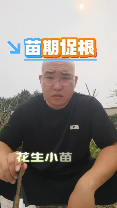 花生苗期促根