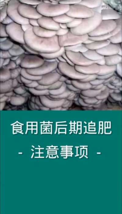 食用菌后期追肥注意事项