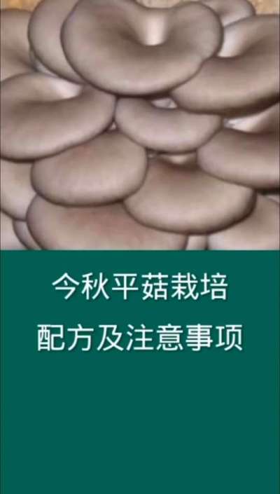 今秋平菇栽培配方及注意事项