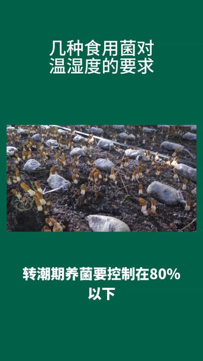 几种食用菌对温度的要求