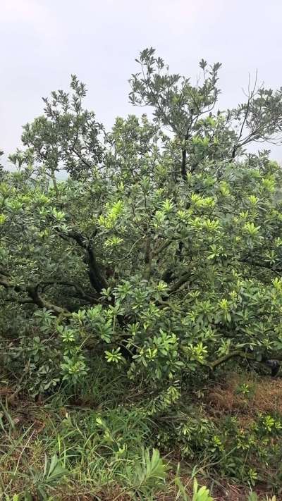夏季修剪错误造成旺长直立枝