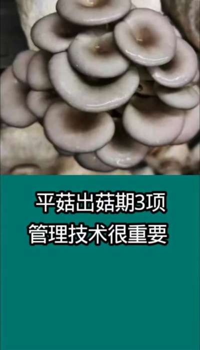 平菇出菇期3项管理技术很重要