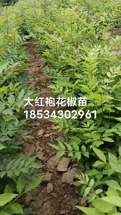 秋季大量供应优质种苗，低价出售臭椿苗，杜仲苗，花椒苗，侧柏小苗。药用连翘科研种苗。巨峰葡萄苗，药用连翘树，3/4年挂果树，药用连翘苗，3年移栽种苗。自己地里种苗，全国包邮到家。需要联系13994895