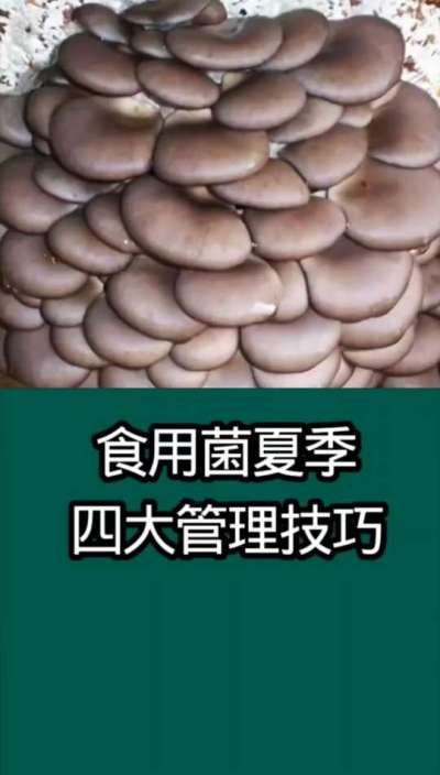 食用菌夏季四大管理技巧