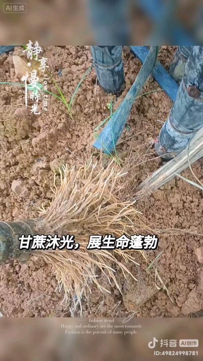 甘蔗拔节，1米以上了