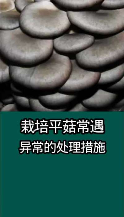 栽培平菇常遇异常现象的处理措施