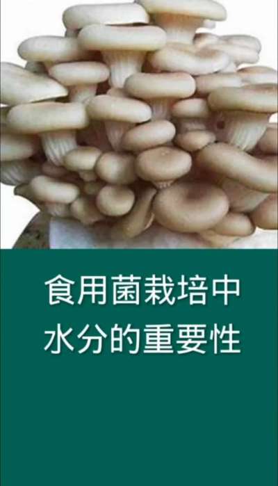 食用菌栽培中水分的重要性