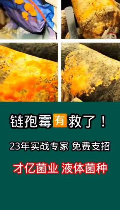 链孢霉有救了，才亿菌业23年实战专家免费支招。